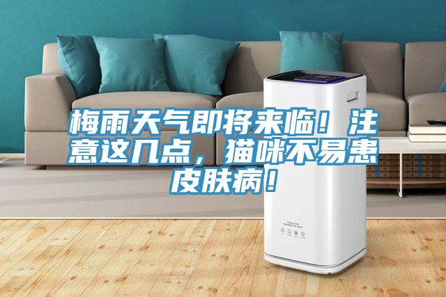 梅雨天氣即將來臨!注意這幾點,貓咪不易患皮膚病!