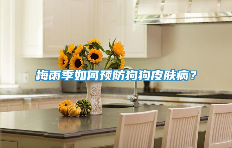 梅雨季如何預防狗狗皮膚病?