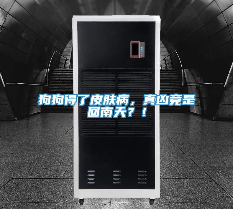 狗狗得了皮膚病，真兇竟是回南天？！
