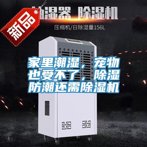 家里潮濕，寵物也受不了，除濕防潮還需除濕機
