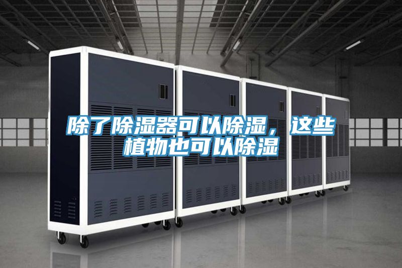 除了除濕器可以除濕，這些植物也可以除濕